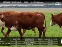 Lote 64