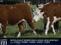 Lote 121