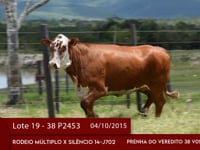 Lote 19