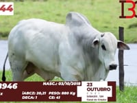 Lote 44