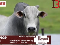 Lote 66