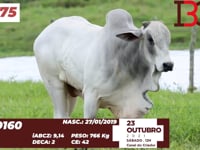 Lote 75