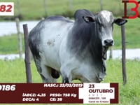 Lote 82