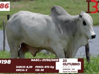 Lote 86