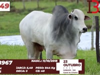 Lote 49