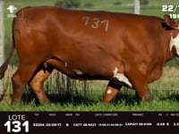 Lote 131