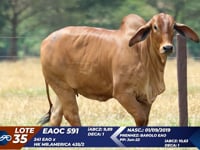 Lote 35