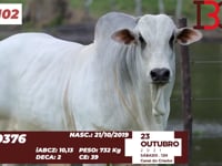 Lote 102
