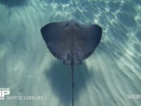 海底を泳ぐアカエイ（水中撮影） 砂底、スティングレイシティー、4K