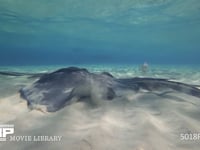 海底を泳ぐアカエイ（水中撮影） 砂底、スティングレイシティー、4K