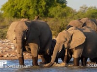 水浴びをするアフリカゾウ 家族、親子、水場、4K