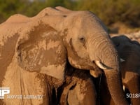 水浴びをするアフリカゾウ 水のみ、群れ、家族、水場、クローズアップ、4K