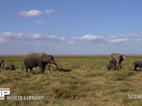 サバンナのアフリカゾウ 群れ、家族、採餌、採食、4K