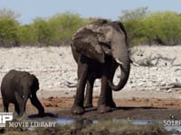 水浴びをするアフリカゾウ 水のみ、家族、親子、水場、4K