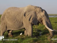 草を食むアフリカゾウ 採餌、採食、4K