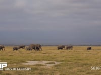 群れで移動するアフリカゾウ サバンナ、行進、行列、家族、親子、4K