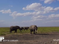 草を食むアフリカゾウの群れ サバンナ、家族、採食、採餌、4K