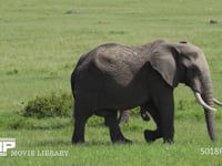 草を食むアフリカゾウ 採餌、採食、サバンナ、4K