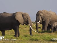 草を食むアフリカゾウの群れ サバンナ、家族、親子、採食、採餌、サファリ、4K