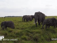 草を食むアフリカゾウの群れ サバンナ、家族、親子、採食、採餌、4K