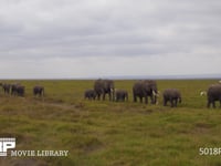 群れで移動するアフリカゾウ サバンナ、行進、行列、隊列、家族、親子、4K