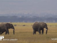 群れで移動するアフリカゾウ サバンナ、行進、行列、家族、親子、4K