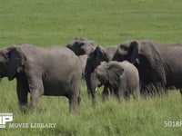 群れで移動するアフリカゾウ サバンナ、行進、行列、隊列、家族、親子、草原、4K