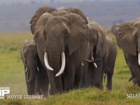 群れで移動するアフリカゾウ サバンナ、行進、行列、隊列、家族、親子、草原、4K