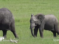 群れで移動するアフリカゾウ サバンナ、行進、行列、隊列、家族、親子、草原、4K