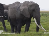 草を食むアフリカゾウ 採餌、採食、草原、4K