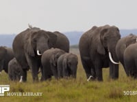 群れで移動するアフリカゾウ サバンナ、行進、行列、隊列、家族、親子、草原、4K