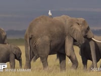 群れで移動するアフリカゾウ サバンナ、行進、行列、隊列、家族、親子、4K