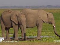 水場のアフリカゾウ 水場、水のみ、アマサギ、4K