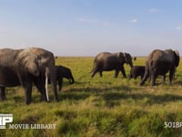 草を食むアフリカゾウの群れ サバンナ、家族、親子、採食、採餌、サファリ、4K