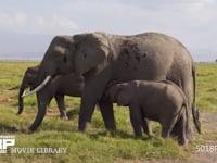 アフリカゾウの親子 家族、親子、授乳、サバンナ、採食、採餌、4K