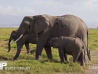 アフリカゾウの親子 家族、親子、授乳、サバンナ、採食、採餌、4K