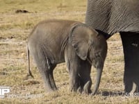 アフリカゾウの親子 家族、親子、赤ちゃん、4K