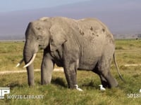 草を食むアフリカゾウ 採餌、採食、サバンナ、アマサギ、4K