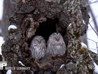 エゾフクロウのペア ミズナラの洞、猛禽、森、降雪、4K