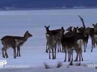エゾシカの雌たち 雪原の群れ、4K