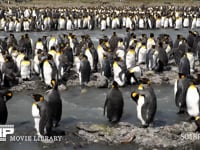 オウサマペンギンの大コロニー キングペンギン、川辺に集まる、4K