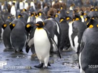 オウサマペンギンの大コロニー キングペンギン、川辺に集まる、4K