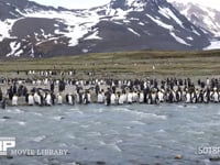 オウサマペンギンの大コロニー キングペンギン、雪山、4K