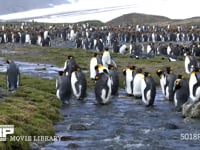 オウサマペンギンの大コロニー キングペンギン、川辺に集まる、4K