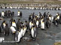 オウサマペンギンの大コロニー キングペンギン、川辺に集まる、4K