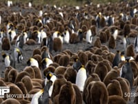 オウサマペンギンの大コロニー キングペンギン、営巣地、親子、ヒナ、4K
