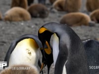 オウサマペンギンの番い キングペンギン、ペア、求愛、ディスプレイ、4K