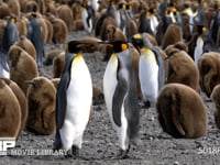 オウサマペンギンの大コロニー キングペンギン、営巣地、親子、ヒナ、4K