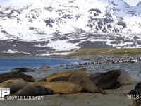 ミナミゾウアザラシとオウサマペンギン キングペンギン、雪山、風景、海岸、4K