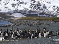 オウサマペンギンの大コロニー キングペンギン、海岸に集まる、雪山、4K